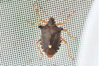 Pentatoma rufipes