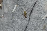 Adelphocoris lineolatus