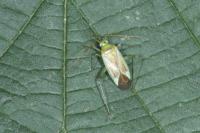 Adelphocoris lineolatus
