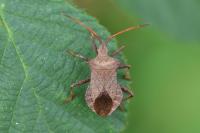 Coreus marginatus