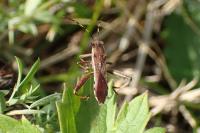 Camptopus lateralis