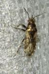 Heterogaster urticae