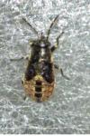 Heterogaster urticae