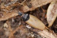 Agramma laetum
