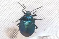 Zicrona caerulea