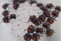 Halyomorpha halys