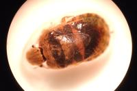 Sciocoris macrocephalus