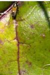 Pterotmetus staphyliniformis