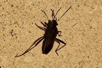 Alydus calcaratus