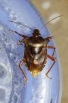 Pentatoma rufipes