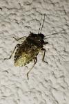 Rhaphigaster nebulosa