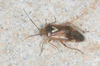 Lygus pratensis