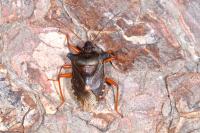 Pentatoma rufipes