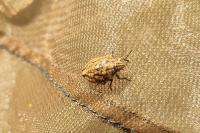 Odontotarsus purpureolineatus