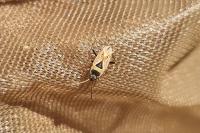 Xanthochilus quadratus