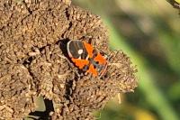 Lygaeus