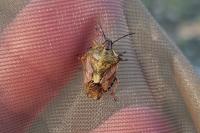 Carpocoris purpureipennis