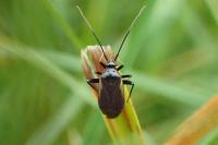 Adelphocoris seticornis