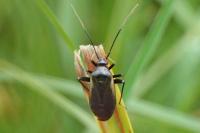 Adelphocoris seticornis