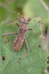 Camptopus lateralis