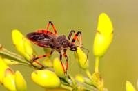 Rhynocoris annulatus