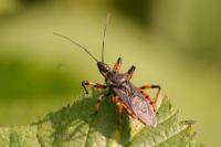 Rhynocoris annulatus