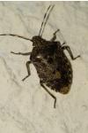 Rhaphigaster nebulosa