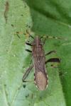 Camptopus lateralis