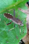 Camptopus lateralis