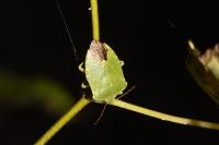 Palomena prasina