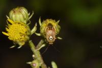 Lygus pratensis