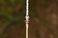Himacerus mirmicoides
