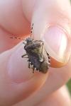 Dolycoris baccarum