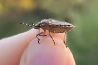 Dolycoris baccarum