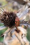 Graphosoma italicum italicum