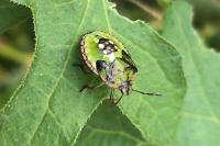 Nezara viridula