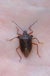 Pentatoma rufipes