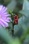 Pyrrhocoris apterus