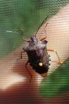Pentatoma rufipes