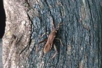 Camptopus lateralis