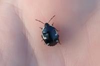 Tritomegas sexmaculatus