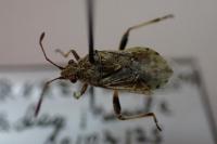 Stictopleurus punctatonervosus