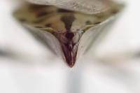Stictopleurus punctatonervosus