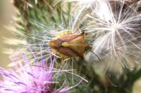 Carpocoris fuscispinus