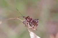 Leptoglossus occidentalis