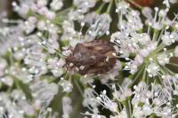 Eurygaster maura