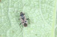 Rhyparochromus vulgaris