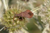 Syromastus rhombeus