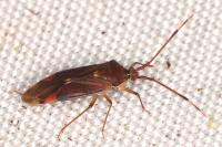 Pantilius tunicatus