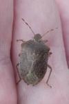Nezara viridula